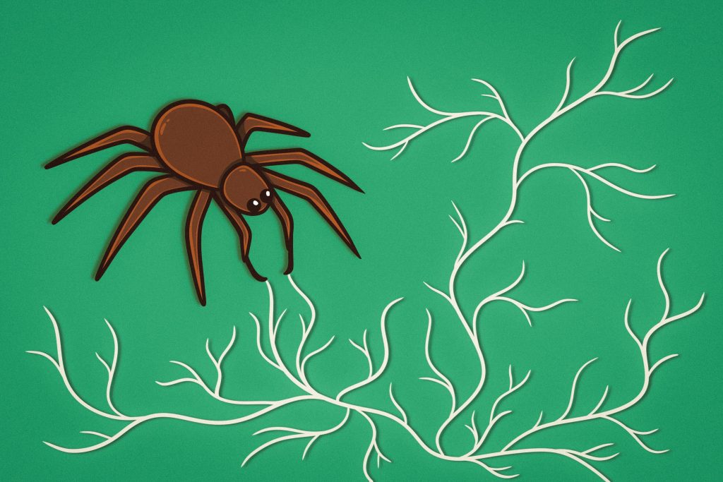 Halifax researchers on how spider silk can treat injured nerves The