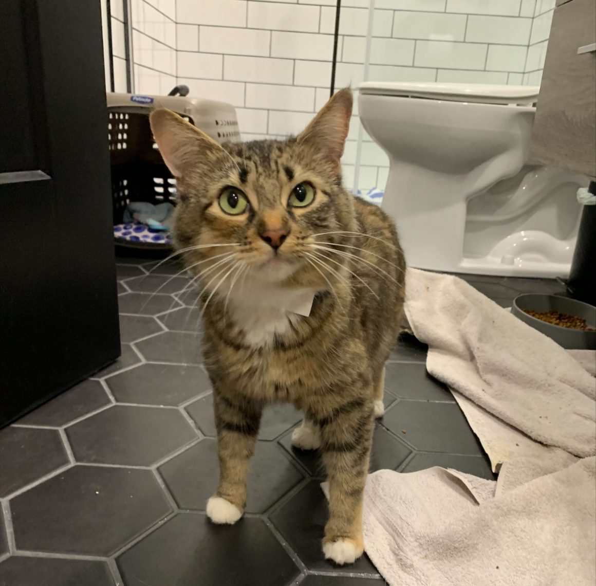 Did they know it meant goodbye? The impacts of surrendering a pet The Gauntlet