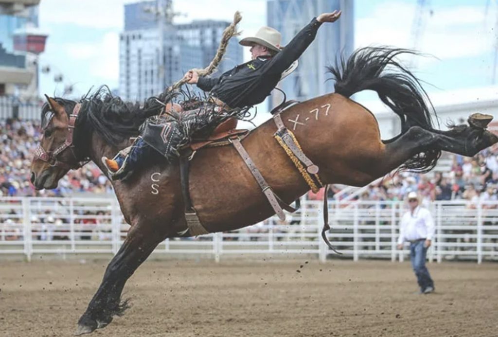 A dramatic end to the 2024 Calgary Stampede Rodeo The Gauntlet